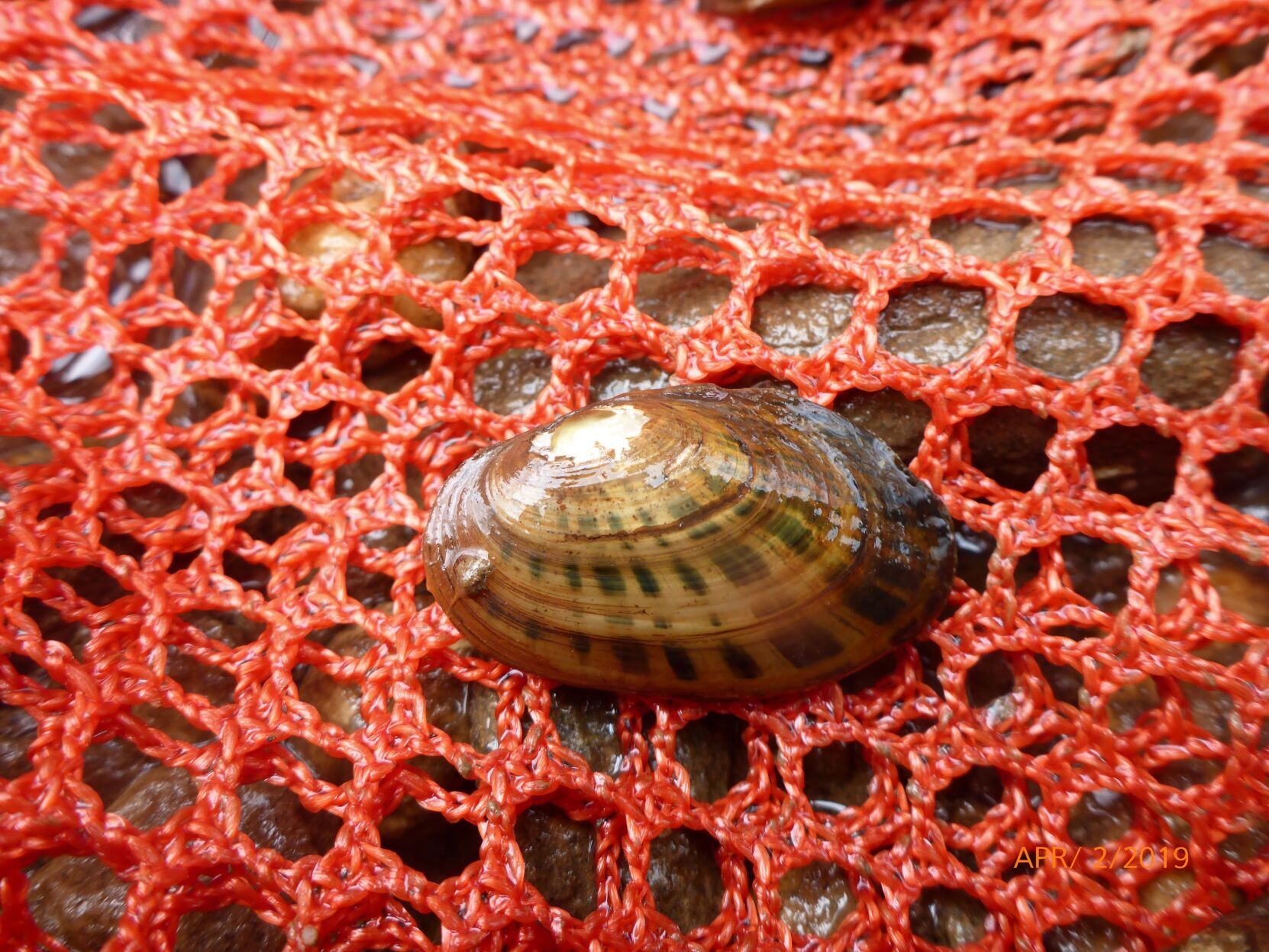 Mussel